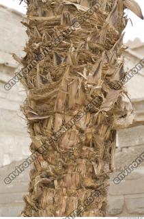 Photo Texture of Palm Bark 0004